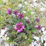 Pedicularis rostratocapitata Kukka