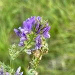 Medicago sativaÕis