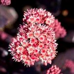 Sedum telephium 花