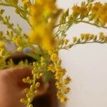 Solidago chilensis Flower