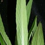 Hygrophila costata Leaf