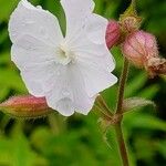 Silene latifolia Λουλούδι