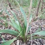 Yucca rupicola Habit