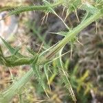 Cirsium ferox Leaf