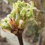 Pyrus pyrifolia Květ