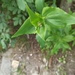 Centranthus ruber Foglia