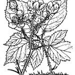 Rubus koehleri 其他