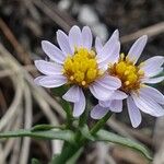 Tripolium pannonicum 花
