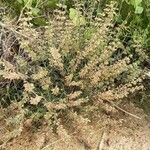 Salvia aegyptiaca 整株植物