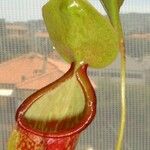 Nepenthes spp. Leaf