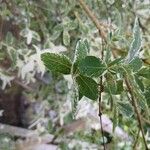 Salix integra Leaf