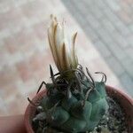 Turbinicarpus schmiedickeanus Квітка