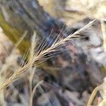 Festuca ambigua Flower