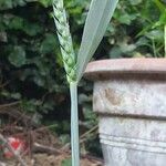 Triticum aestivum Ostatní