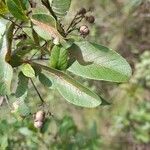 Davilla nitida Yaprak
