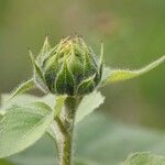 Helianthus annuus Blad