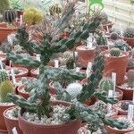Cylindropuntia molesta Hoja