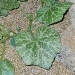 Cucurbita moschata 葉