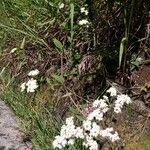 Stevia ovata Plante entière