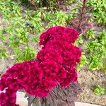 Celosia argenteaŽiedas