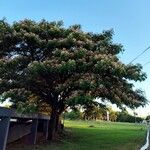 Albizia saman Costuma