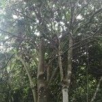 Macadamia integrifolia Συνήθη χαρακτηριστικά