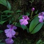Cynorkis purpurascens Λουλούδι