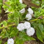 Achillea ptarmica Hábito