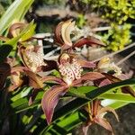 Cymbidium tracyanum Çiçek