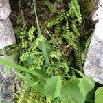 Asplenium trichomanes-ramosum Habit