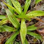 Carex plantaginea Leaf