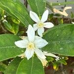 Citrus × aurantiifolia Kwiat