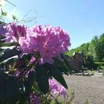 Rhododendron catawbienseFloro