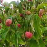 Cornus kousa Ffrwyth