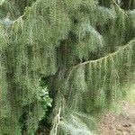 Picea breweriana Folha