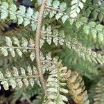 Polystichum setiferum Arall