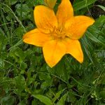 Lilium bulbiferumLorea