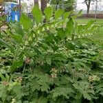 Polygonatum × hybridum Costuma