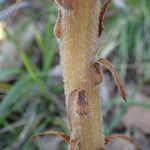 Orobanche rapum-genistae Corteza