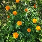 Trollius asiaticus Buveinė