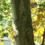 Acer opalus Bark