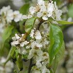 Pyrus korshinskyi ফুল