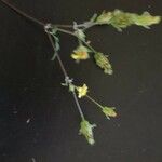 Bidens elgonensis Other