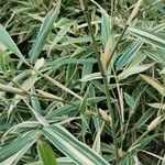 × Phyllosasa tranquillans Vivejo