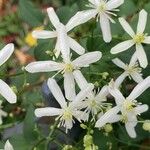 Clematis terniflora Λουλούδι