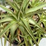 Dyckia brevifolia Лист