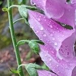 Digitalis purpurea Цветок