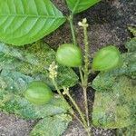 Rinorea deflexiflora Frukt