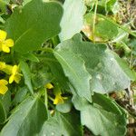Barbarea rupicola Hoja