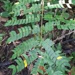 Abarema jupunba Leaf